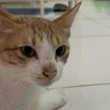 (Kategori: ) berada di . Dikirim oleh fastmoneybaby (ID iklan 1382046411, Gambar 1). Deskripsi: .