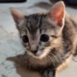 (Category: ) located in . Submitted by sarajasuy (Listing ID 1362923647, Image 1). Description: .