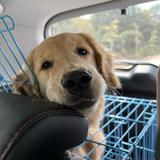 （分類：）位於 。 由 vivian.he 提交（商品編號 1384451727，圖片 1）。簡介： 。