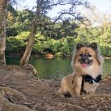 （分類：）位於 。 由 rockylauhk 提交（商品編號 1358033724，圖片 1）。簡介： 。