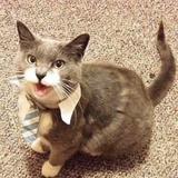 (Category: ) located in . Submitted by cattlybatt (Listing ID 1375699914, Image 1). Description: .