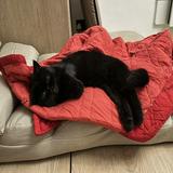 （分類：）位於 。 由 miniblackcat 提交（商品編號 1266692952，圖片 1）。簡介： 。