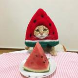 （分類：）位於 。 由 sssss.6 提交（商品編號 1234612219，圖片 1）。簡介： 。