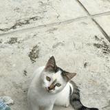 (Kategori: ) berada di . Dikirim oleh mauvenyc (ID iklan 1379390576, Gambar 1). Deskripsi: .