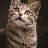 (Category: ) located in . Submitted by meowshopp (Listing ID 1360803062, Image 1). Description: .