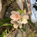 由 chu350 (刊登 ID 1328945327，圖片 1) 提交，位於 的 (類別：)，說明：。