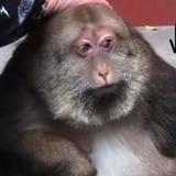 （分類：）位於 。 由 omega33 提交（商品編號 1265858278，圖片 1）。簡介： 。
