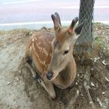 (分類:)位於 。 由 phoebee2 提交(商品編號 1465218273,圖片 1)。簡介: 。