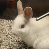 (Category: ) located in . Submitted by hamsstr (Listing ID 1443369089, Image 1). Description: .
