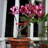 (Category: ) located in . Submitted by joycorner (Listing ID 1379826035, Image 1). Description: .