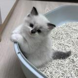 (Category: ) located in . Submitted by mangomaroon (Listing ID 1356530363, Image 1). Description: .
