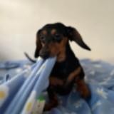 (Category: ) located in . Submitted by awesomedoxie (Listing ID 1308054348, Image 1). Description: .