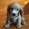 (Category: ) located in . Submitted by huntandgather (Listing ID 1382397765, Image 1). Description: .