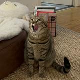 （分類：）位於 。 由 momomixxxxx 提交（商品編號 1304977486，圖片 1）。簡介： 。