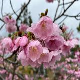 （分類：）位於 。 由 aa001002 提交（商品編號 1334088108，圖片 1）。簡介： 。