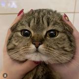 (Kategori: ) berada di . Dikirim oleh lalitatita (ID iklan 1010511929, Gambar 1). Deskripsi: .