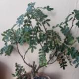 （分類：）位於 。 由 michelesum48911 提交（商品編號 1311623760，圖片 1）。簡介： 。