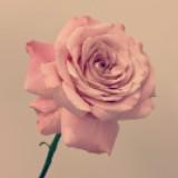 (Category: ) located in . Submitted by peace.love.joy (Listing ID 1306771863, Image 1). Description: .