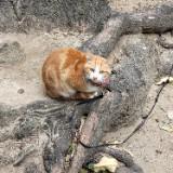 （分類：）位於 。 由 camelcamelcamelcamel 提交（商品編號 1364589606，圖片 1）。簡介： 。