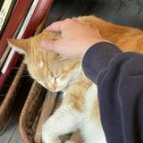 由 chenying934 (刊登 ID 1376098542，圖片 1) 提交，位於 的 (類別：)，說明：。