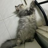 vintage green machine big wheel