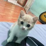 (Kategori: ) berada di . Dikirim oleh secondthrif (ID iklan 1362263185, Gambar 1). Deskripsi: .