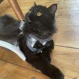 (Kategori: ) berada di . Dikirim oleh moneymycat (ID iklan 1359566770, Gambar 1). Deskripsi: .