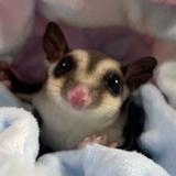 由 _rirriz (刊登 ID 1385905803，圖片 1) 提交，位於 的 (類別：)，說明：。