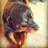 (Category: ) located in . Submitted by rockytherottie (Listing ID 1380155317, Image 1). Description: .