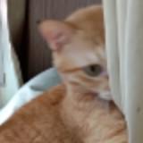 由 amy3331 (刊登 ID 1378448449，圖片 1) 提交，位於 的 (類別：)，說明：。