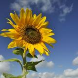 (Kategori: ) berada di . Dikirim oleh prelovedbysunfloww (ID iklan 1380924307, Gambar 1). Deskripsi: .