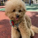 (Category: ) located in . Submitted by giftfongfong (Listing ID 1378944875, Image 1). Description: .