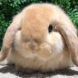 (Category: ) located in . Submitted by jaclynwhw (Listing ID 1377027397, Image 1). Description: .
