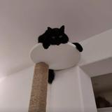 (Category: ) located in . Submitted by catbelly (Listing ID 1183023873, Image 1). Description: .