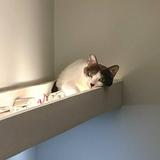 （分類：）位於 。 由 cutiebobo 提交（商品編號 1356590775，圖片 1）。簡介： 。