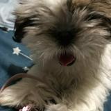 (Category: ) located in . Submitted by mrslls (Listing ID 1341002890, Image 1). Description: .