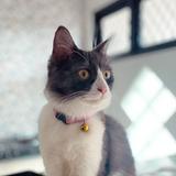 (Kategori: ) berada di . Dikirim oleh nonothecat (ID iklan 1234871830, Gambar 1). Deskripsi: .