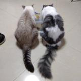 (Category: ) located in . Submitted by drpunggol (Listing ID 1319453468, Image 1). Description: .