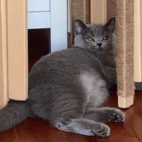 （分類：）位於 。 由 marco._chan 提交（商品編號 1343378344，圖片 1）。簡介： 。