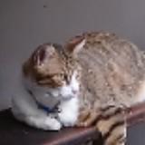 由 wildcat0221 (刊登 ID 1385260758，圖片 1) 提交，位於 的 (類別：)，說明：。