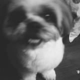 (Category: ) located in . Submitted by cookieschmookie (Listing ID 1352518002, Image 1). Description: .