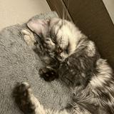 （分類：）位於 。 由 dddani03 提交（商品編號 1380714396，圖片 1）。簡介： 。