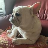 由 tinysuzy (刊登 ID 1385492014，圖片 1) 提交，位於 的 (類別：)，說明：。