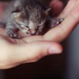 （分類：）位於 。 由 cc_catcat 提交（商品編號 1372022970，圖片 1）。簡介： 。