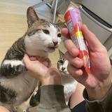 （分類：）位於 。 由 malllorcha 提交（商品編號 1356092494，圖片 1）。簡介： 。
