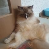 (Category: ) located in . Submitted by tartman (Listing ID 1362259164, Image 1). Description: .