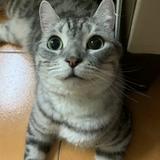 由 meowmeow0624 (刊登 ID 1378792262，圖片 1) 提交，位於 的 (類別：)，說明：。