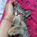 (Category: ) located in . Submitted by iffahfaz11 (Listing ID 1384457721, Image 1). Description: .