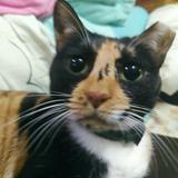 （分類：）位於 。 由 balloonercyan 提交（商品編號 1371541937，圖片 1）。簡介： 。