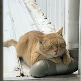 由 catcatcat007 (刊登 ID 1383057417，圖片 1) 提交，位於 的 (類別：)，說明：。